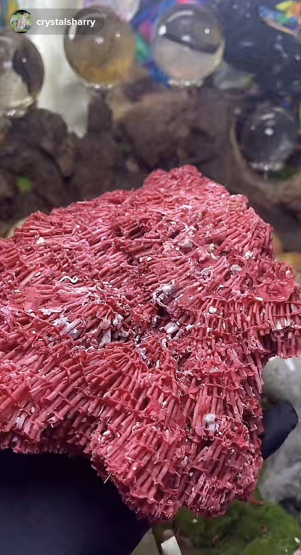 Specimen/Natural excellent Rare Red Coral Branches/Minerals Specimen/Natural Red Pipe Coral Specimen/red coral décor/This is the finest blackish red color among ox blood color