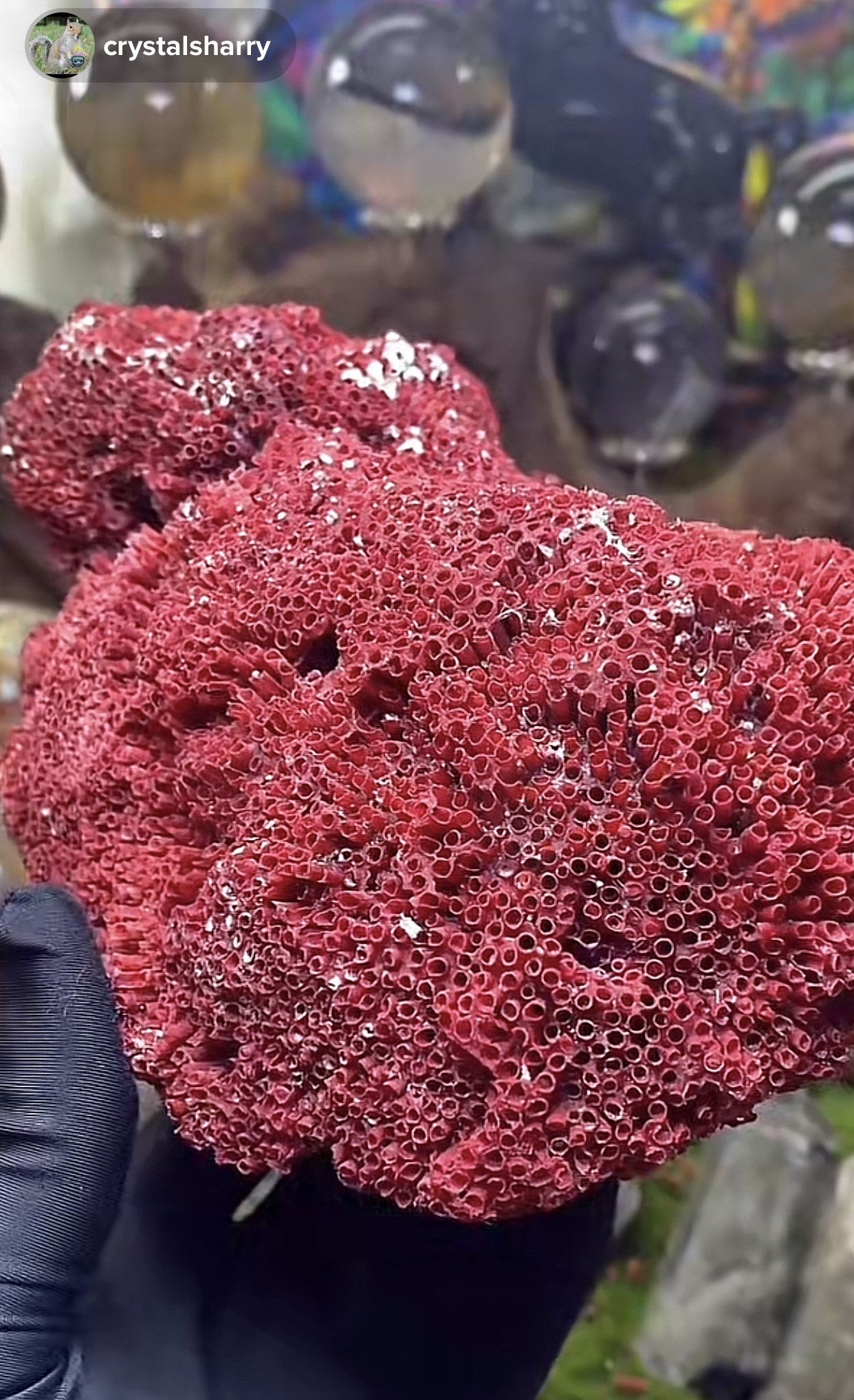Specimen/Natural excellent Rare Red Coral Branches/Minerals Specimen/Natural Red Pipe Coral Specimen/red coral décor/This is the finest blackish red color among ox blood color